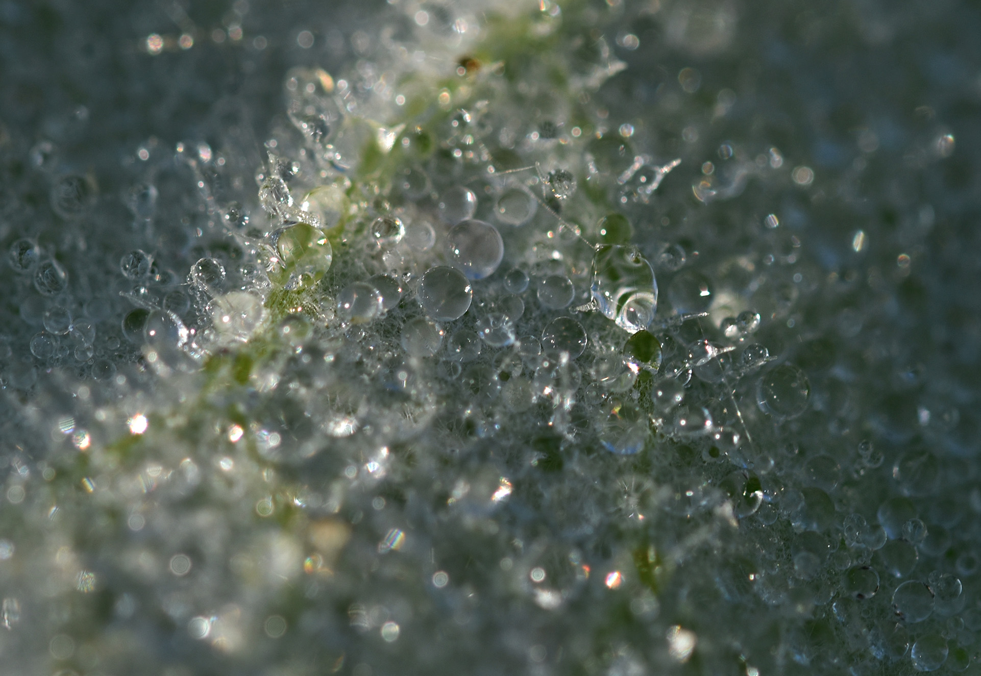 leaf dew waterdrops 2.jpg