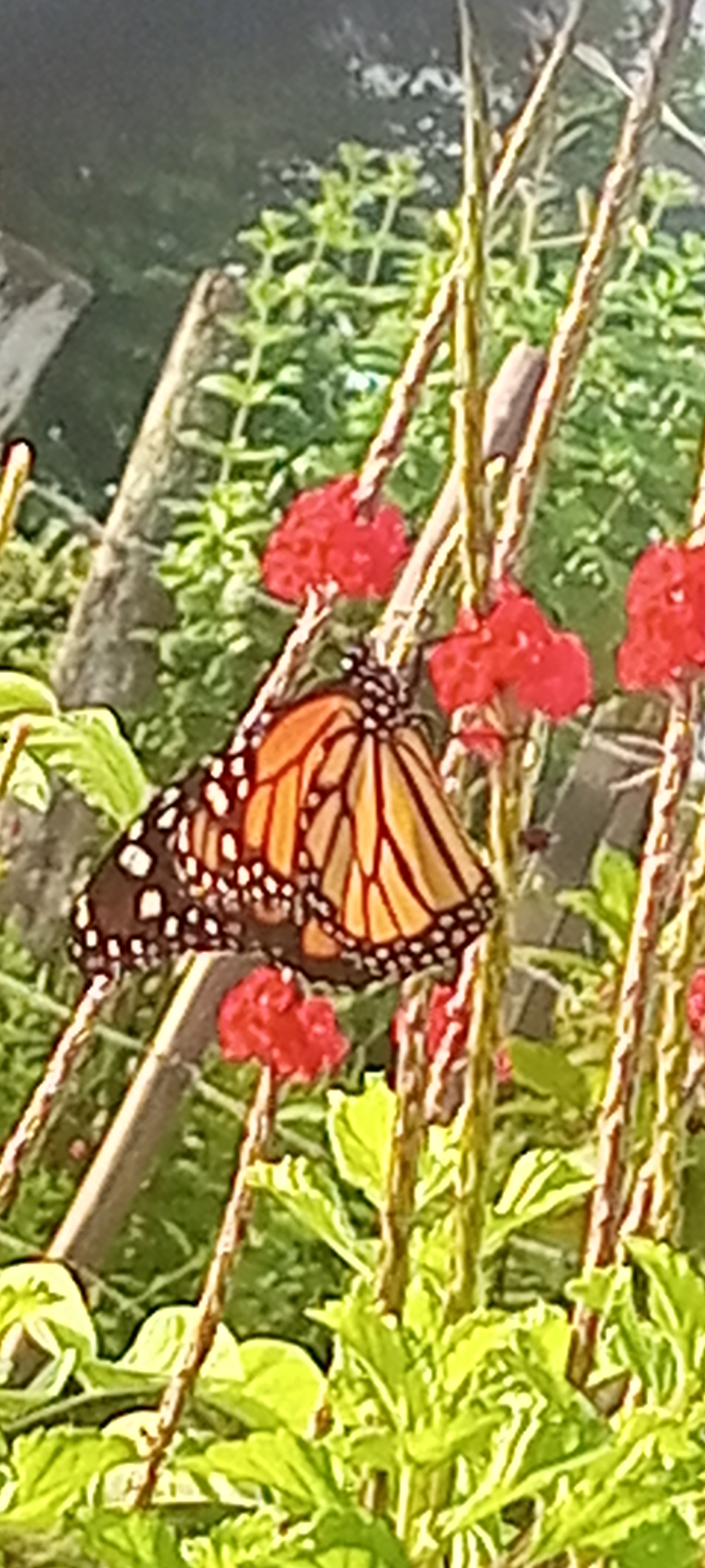 IMG_20250701_065354_708.jpg