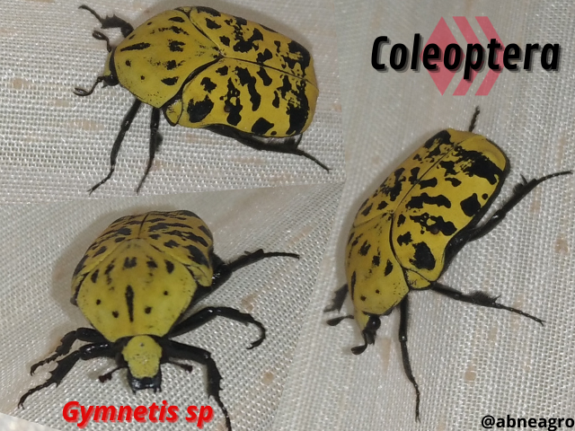Automeris cf. jucunda (8).png