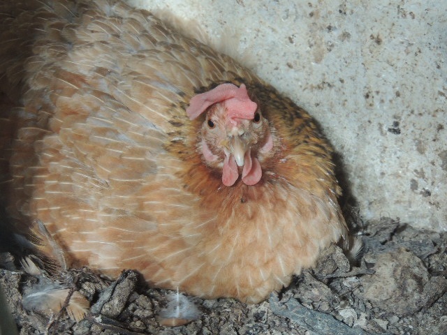 hen.jpg