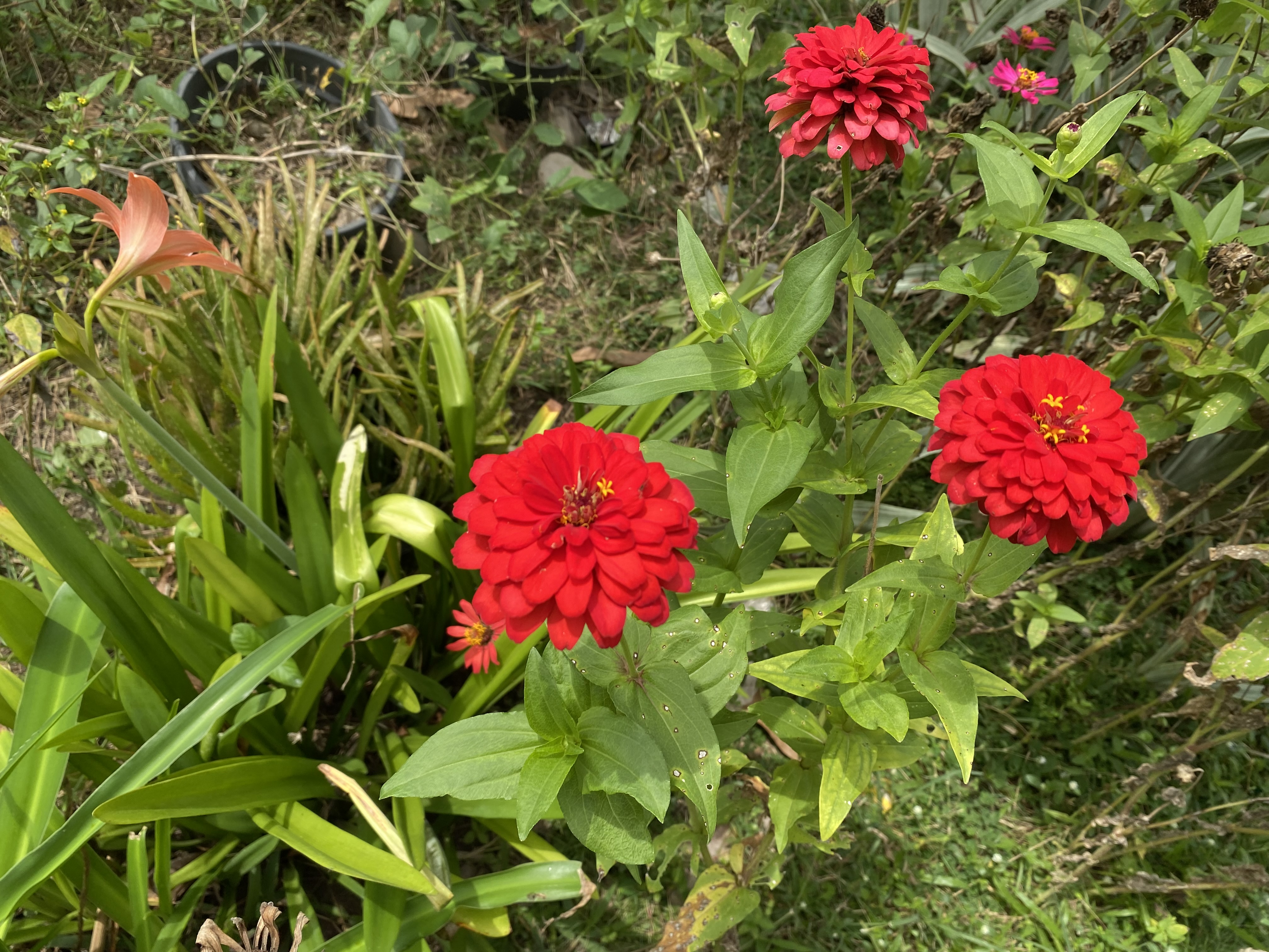 IMG_4135.jpeg