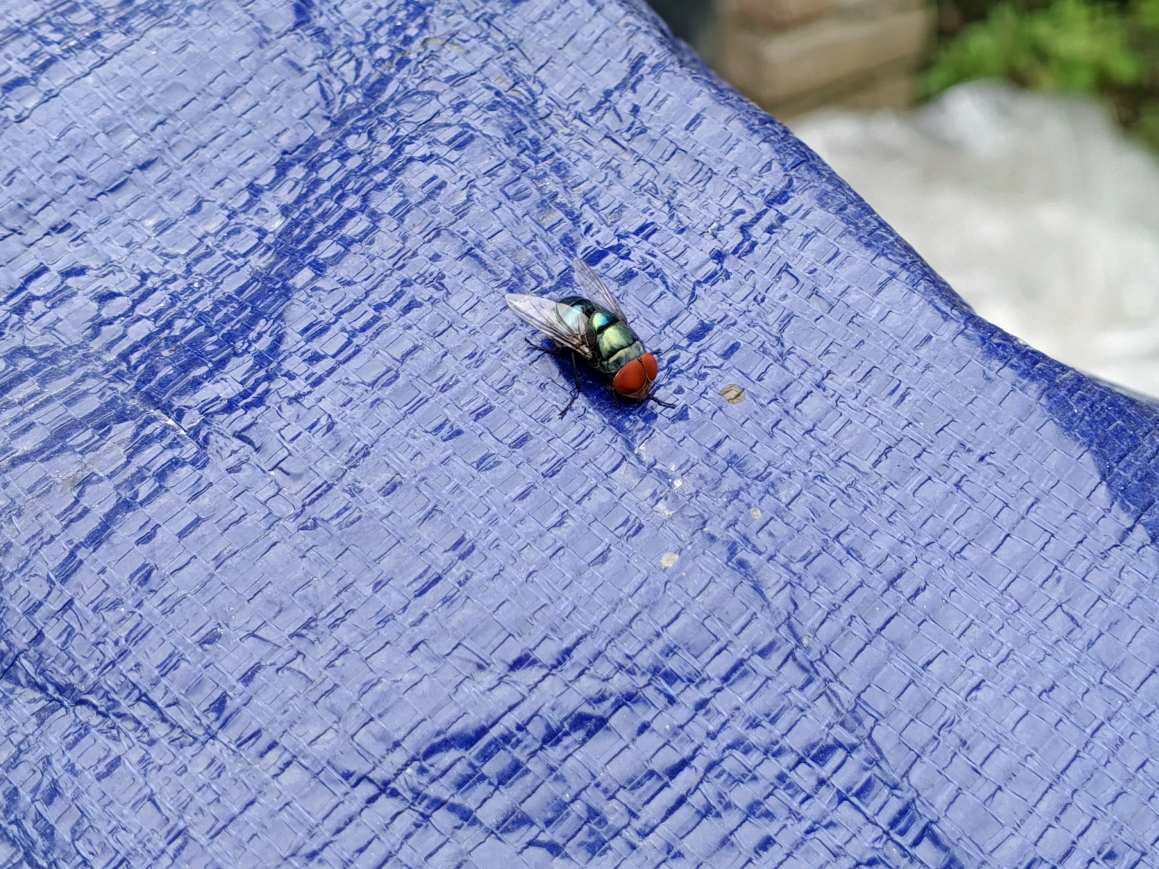 IMG_20250706_145120_279.jpg
