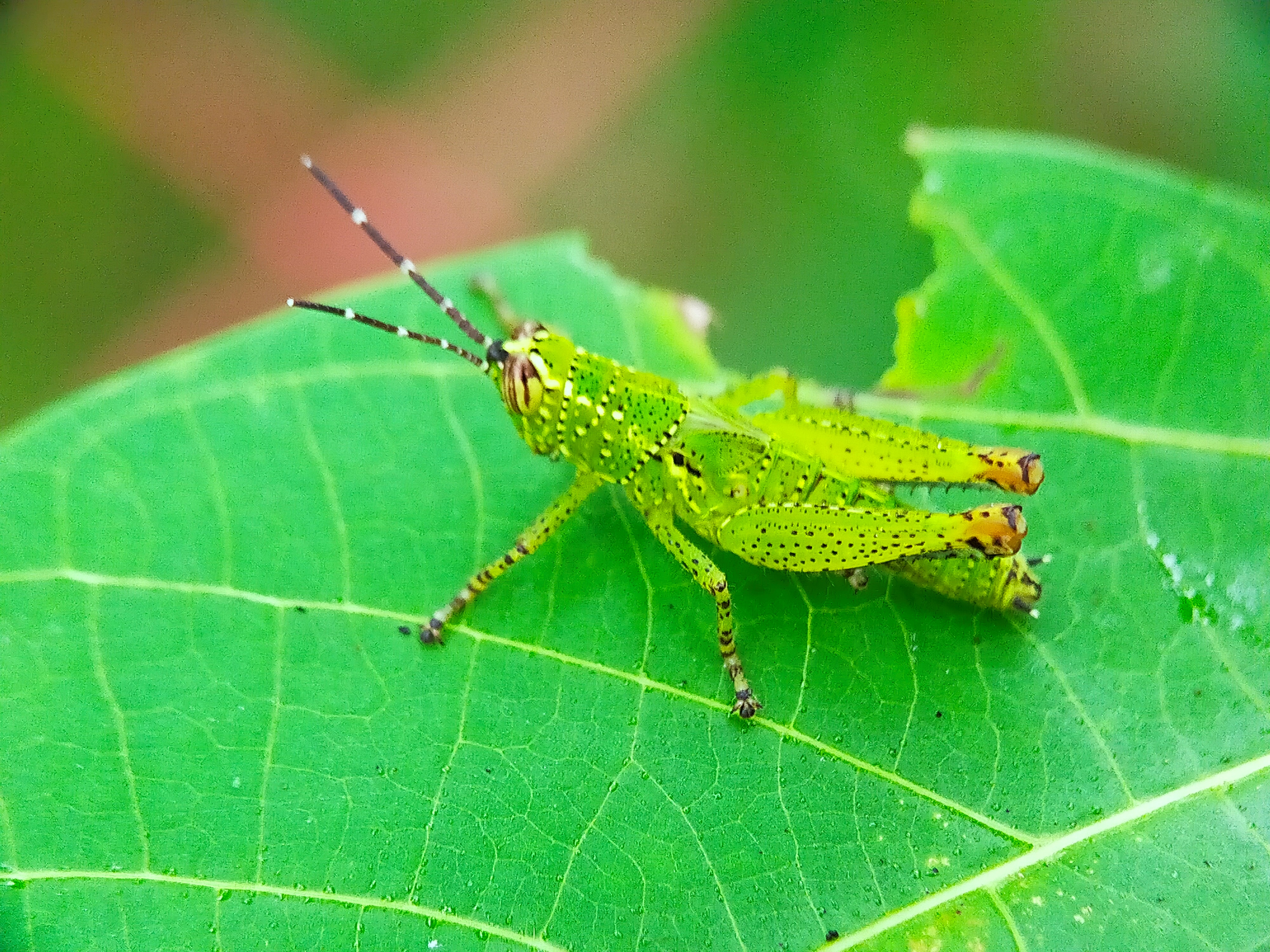 Rice Grasshopper (2).jpg