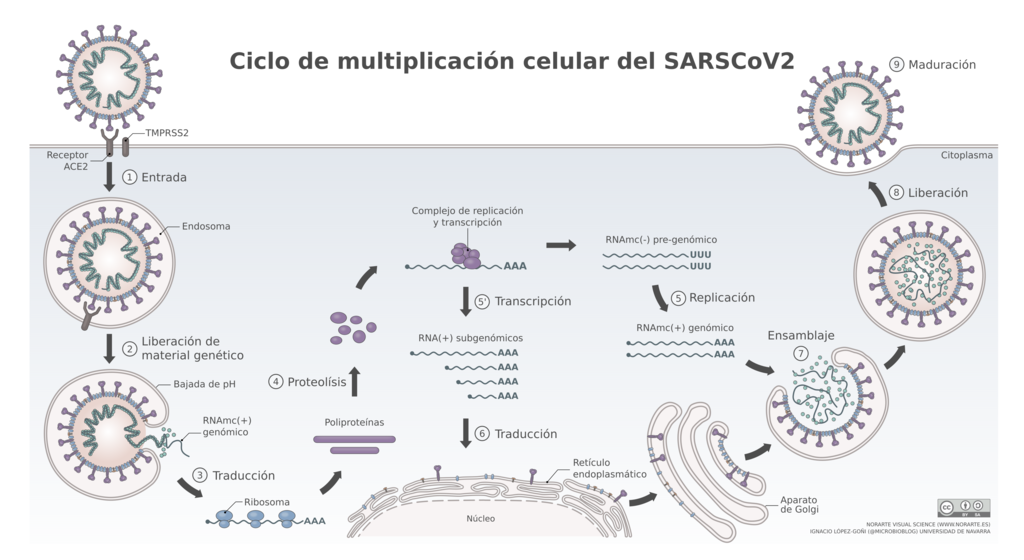 1024px-SARS-CoV-2_ciclo.png