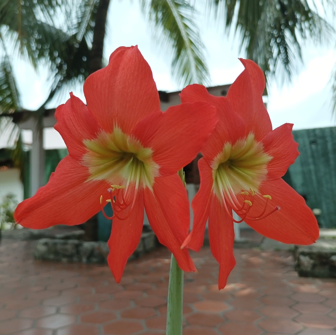 ES/ENG?Fotografía flor lirios naranja?? / por @edgargonzalez. Orange  lilies flower photography ??/ by @edgargonzalez — Hive