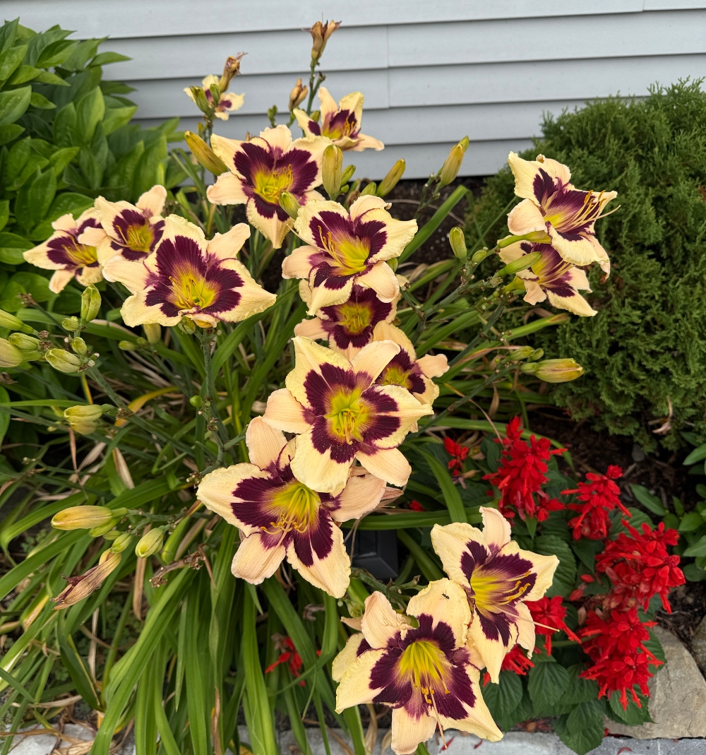 hivegarden-daylily-1.jpg