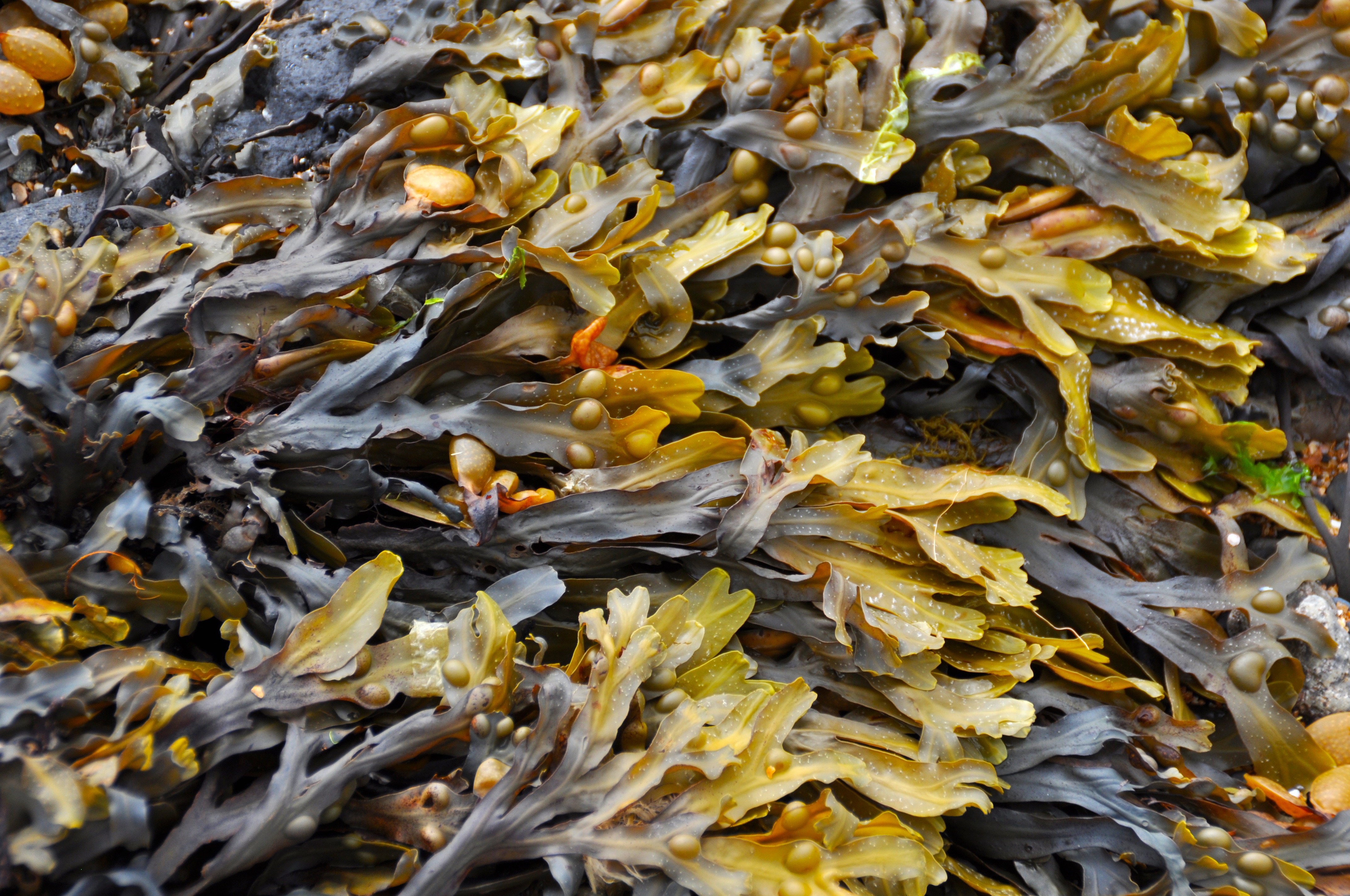 A closeup shot filled with a broad-leaved seaweed, splayed out layers of brown and green seaweed fronds