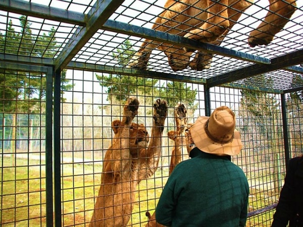 leones-humanos.jpg