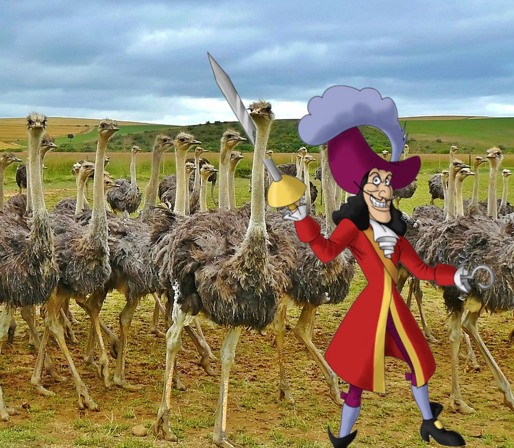 ostriches-838976_1280.jpg