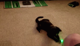 funny-animals-cats.gif