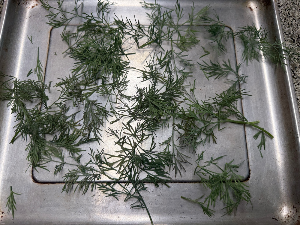 silverbloggers-dill.jpg