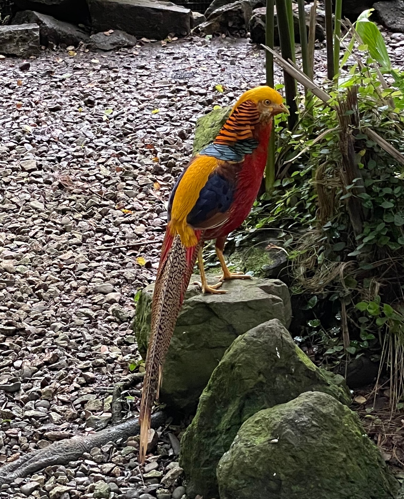 travel-panama-zoo-pheasant-4-sunscape.jpg