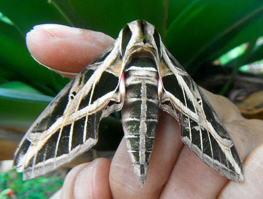 Vine sphinx moth - Polilla esfinge de la vid. — Hive