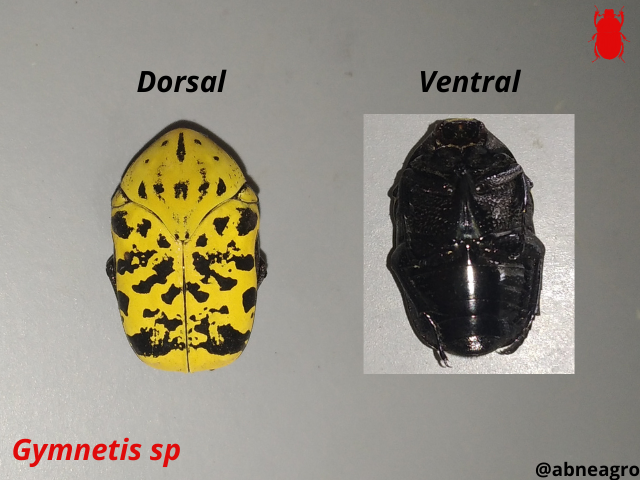 Automeris cf. jucunda (5).png