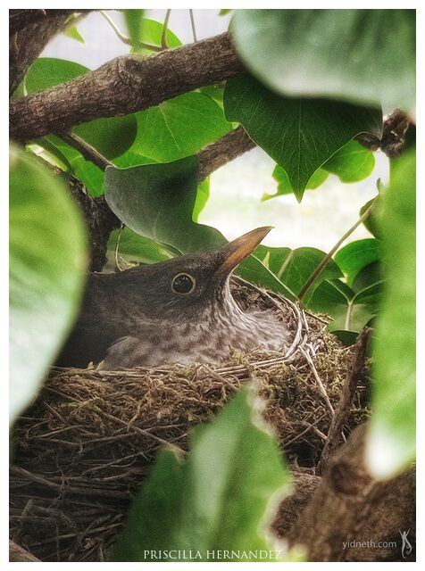 mother bird -640- by Priscilla Hernandez.jpg