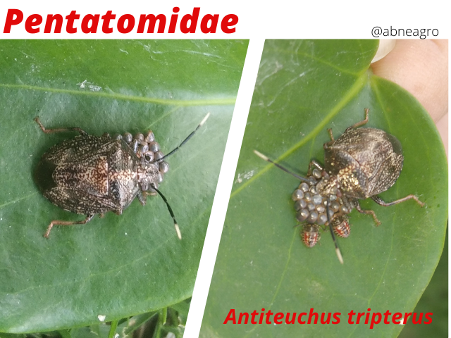 Hemiptera(4).png