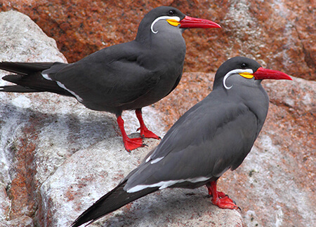 Inca-Tern_Greg-Homel_web-second-photo.jpg