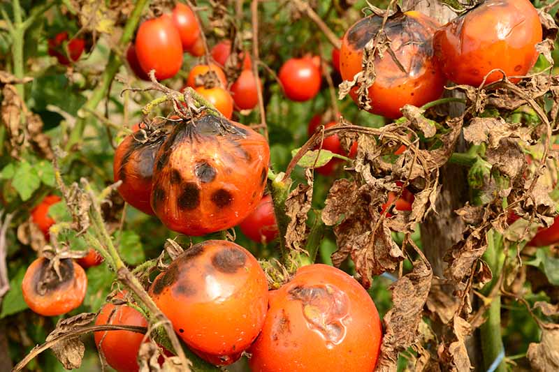 Tomato-Plants-Suffering-from-Late-Blight.jpg