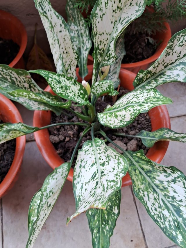 Aglaonema snow white plant 3.jpg