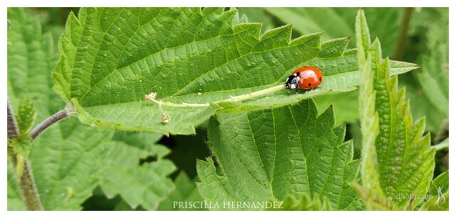 ladybug_nettle.jpg
