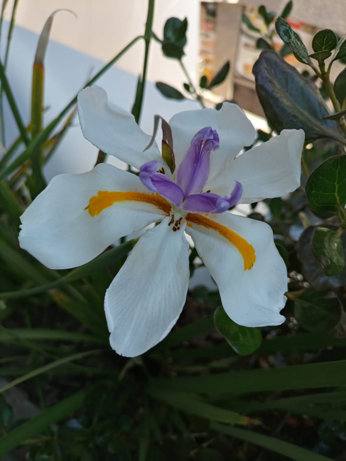 La Mágica Belleza del Lirio de Hadas o Iris Africano — Hive