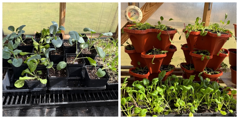 hivegarden-greenhouse-seedlings-1.jpg