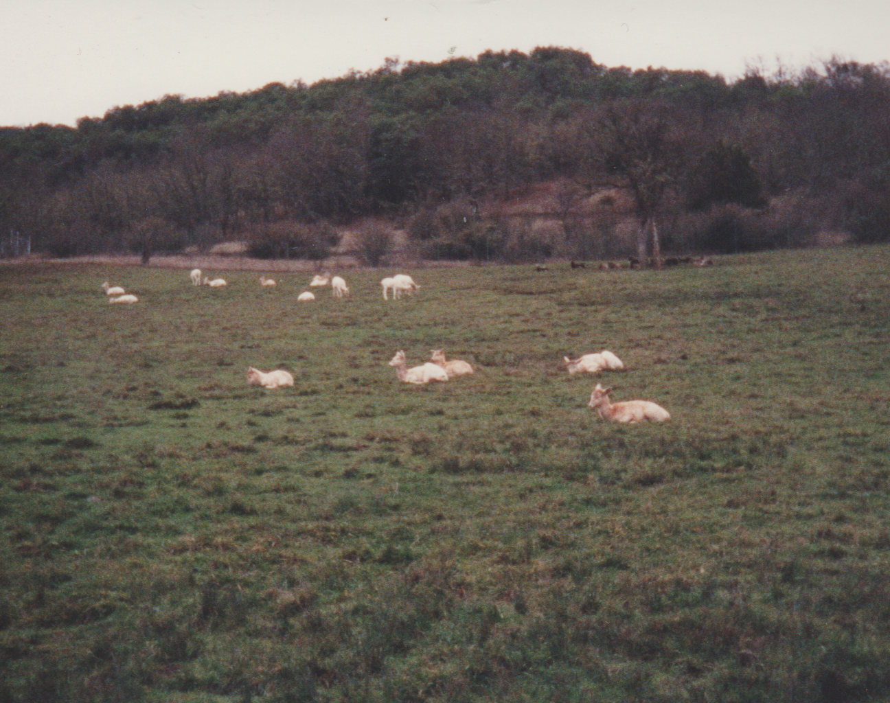 1992-12-26 - Saturday - Wildlife Safari Trip, Marilyn, Crystal-07.png