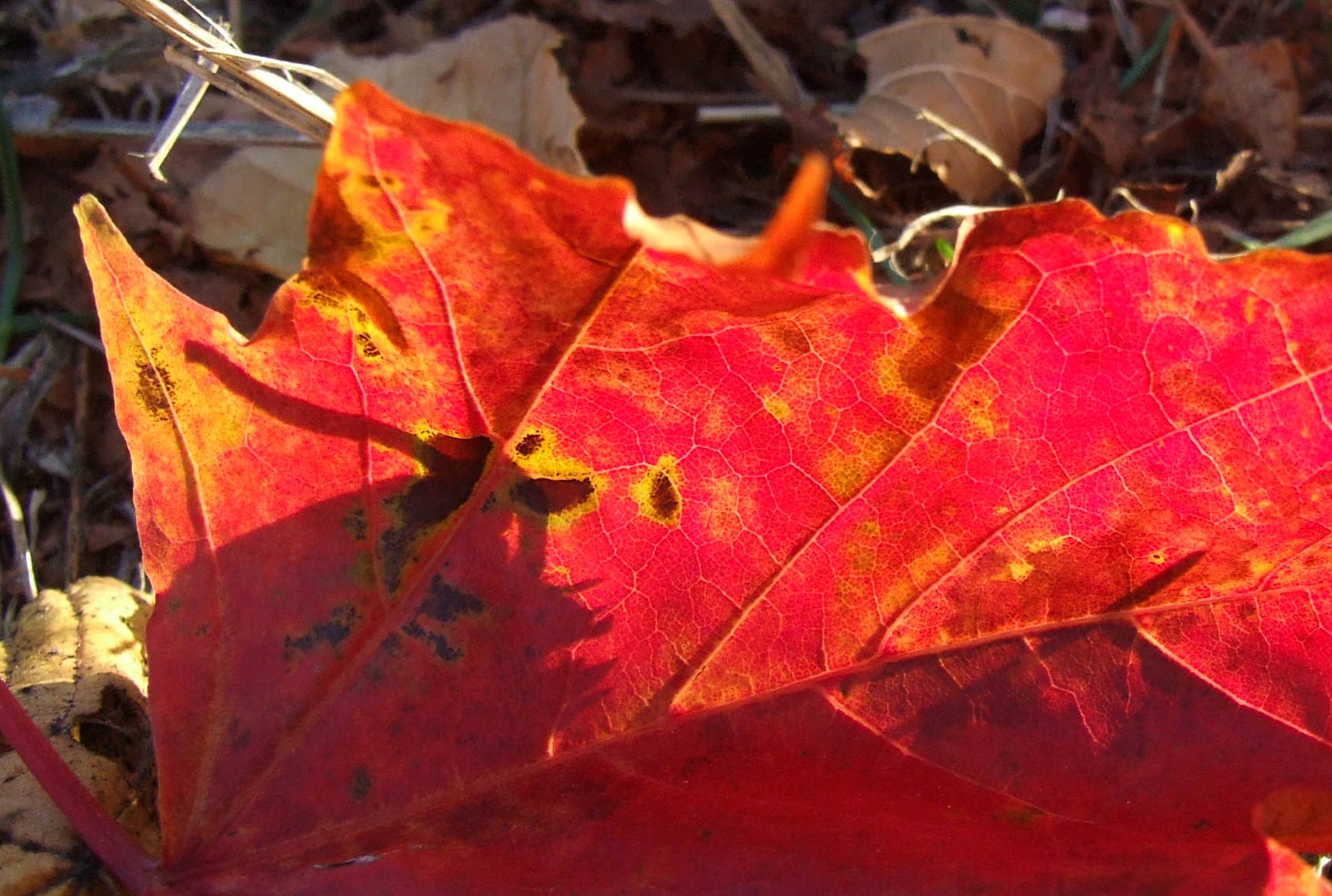 0005RedLeaf.jpg