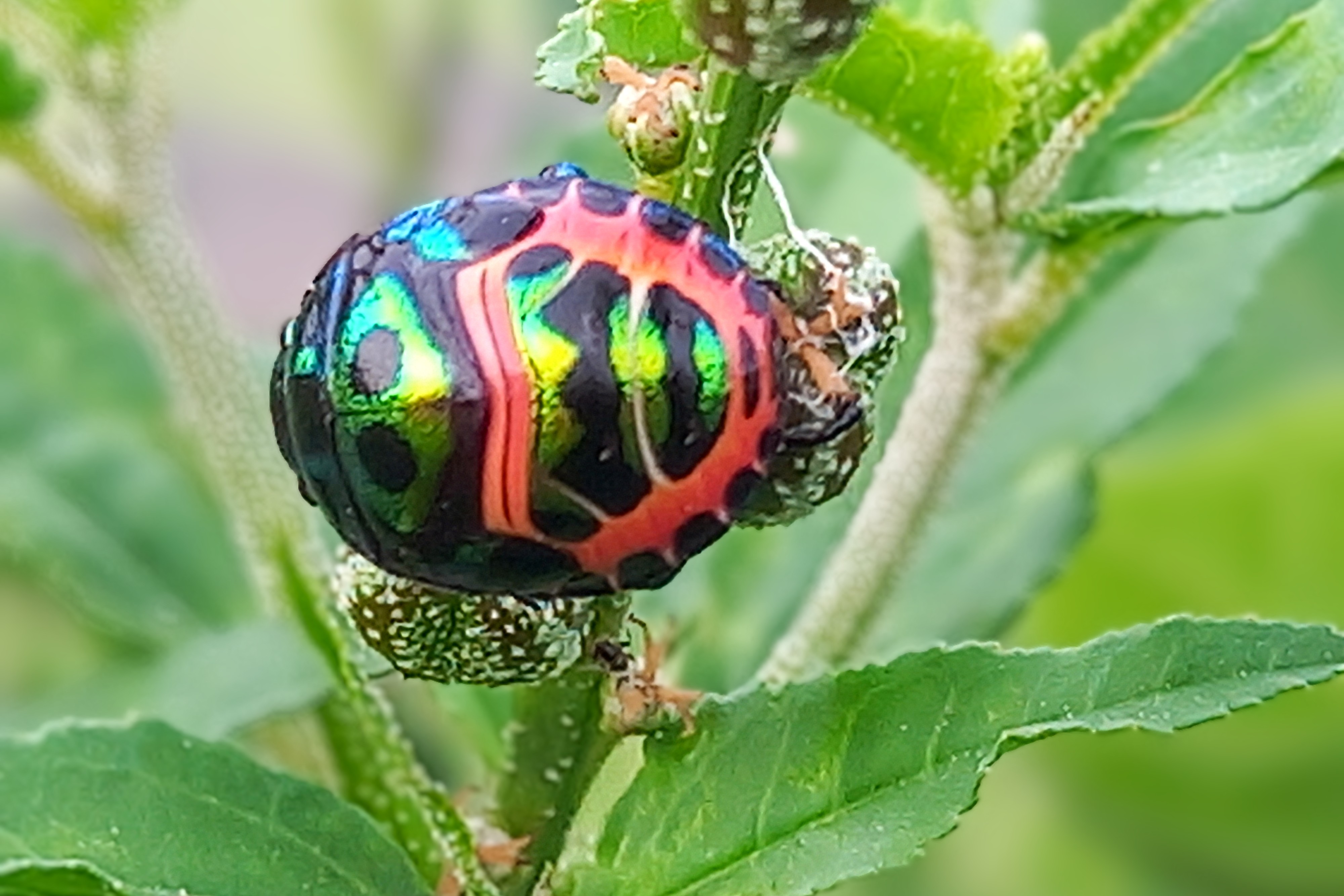 20250725_070843~2.jpg