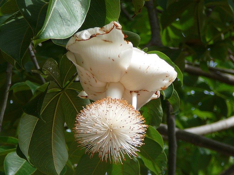 Adansonia_digitata_0013.jpg