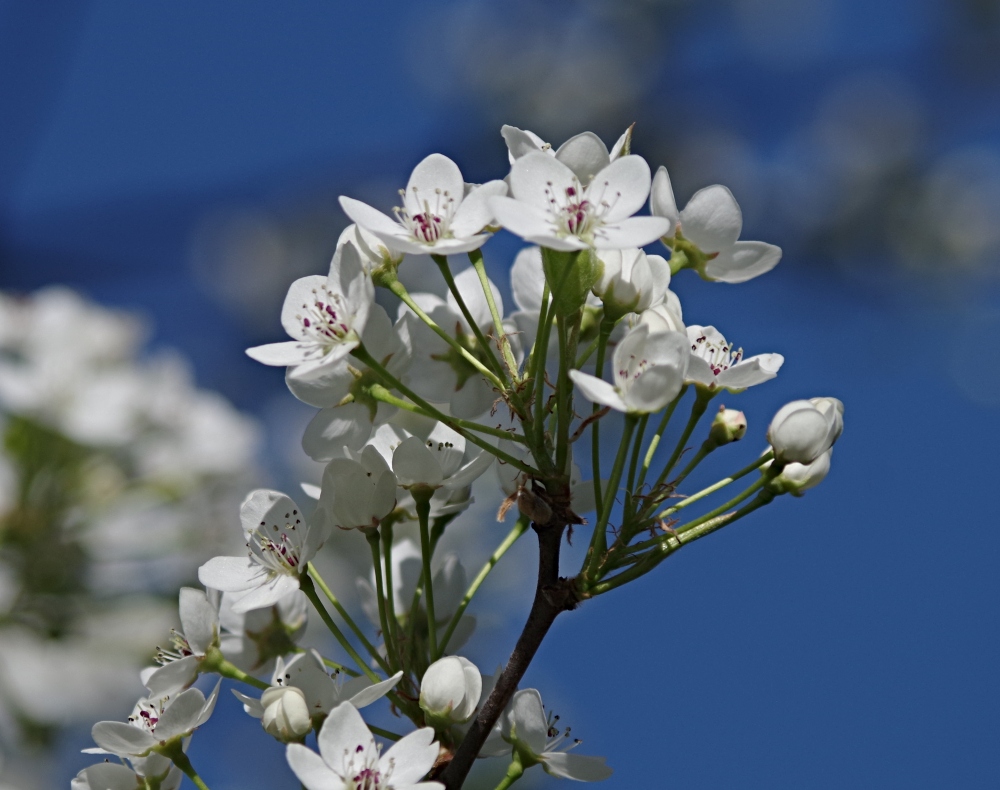 hivegarden-flowers-tree-4.jpg