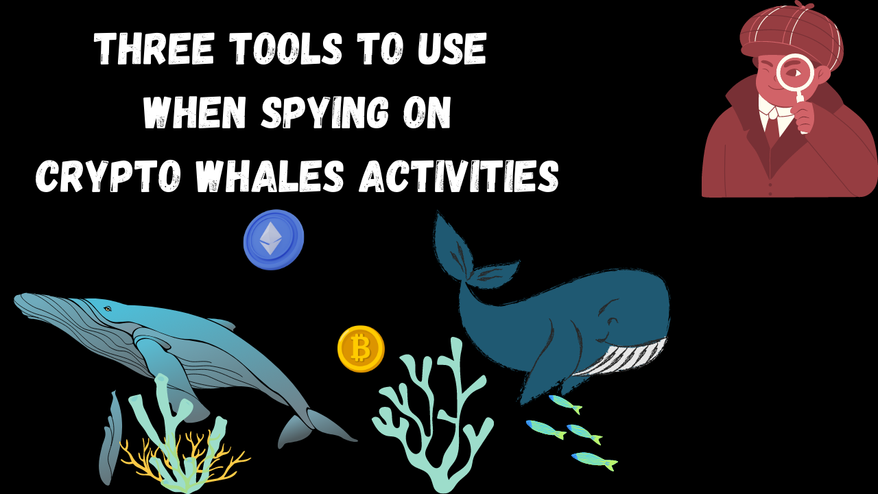 three tools to use when spying on whales activities.png