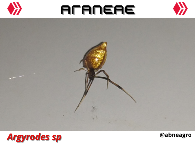 Automeris cf. jucunda (4).png