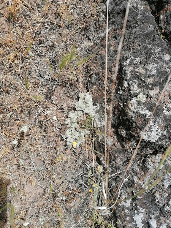 IMG_20250602_131743.jpg