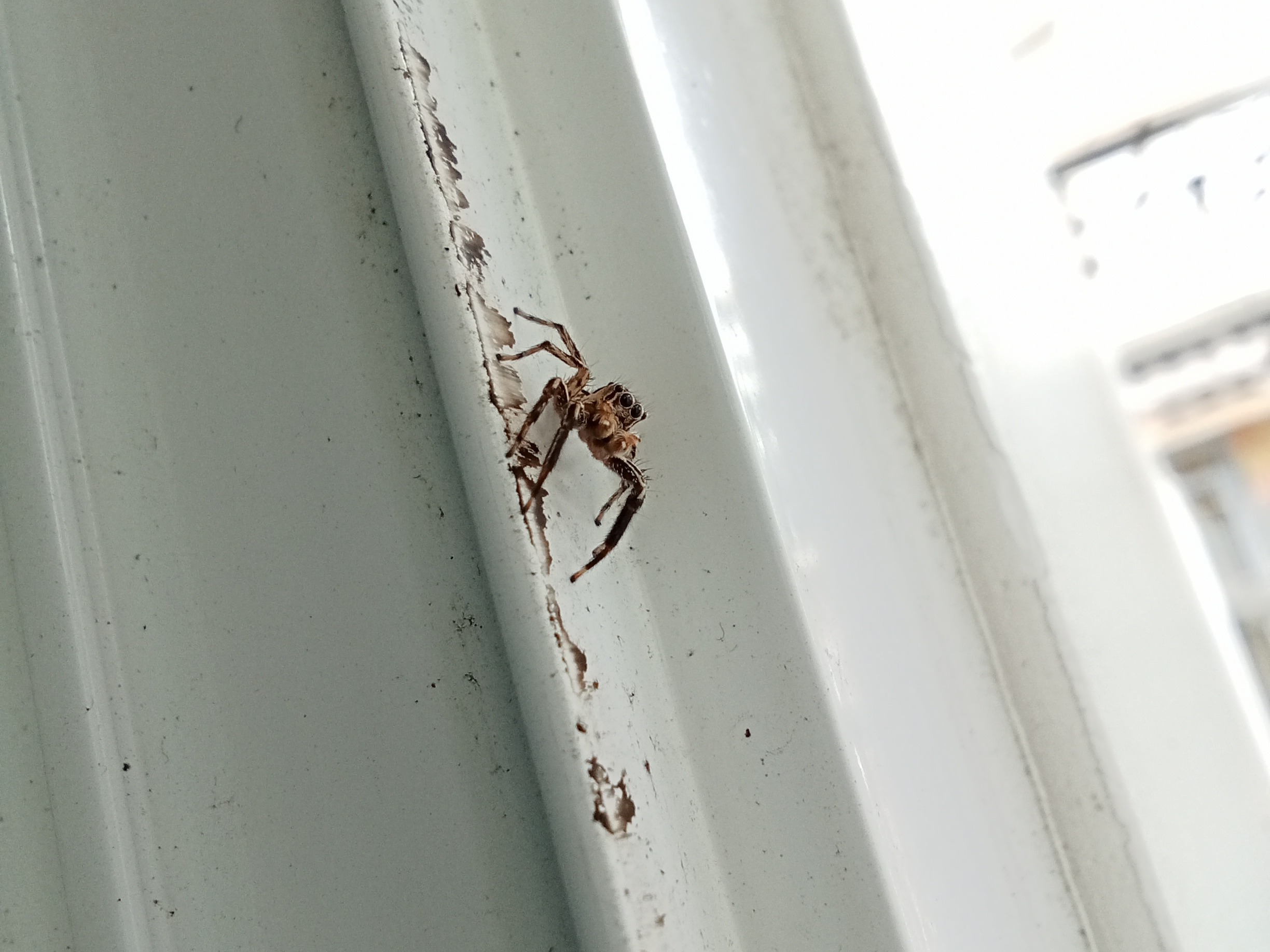 spider look.JPG