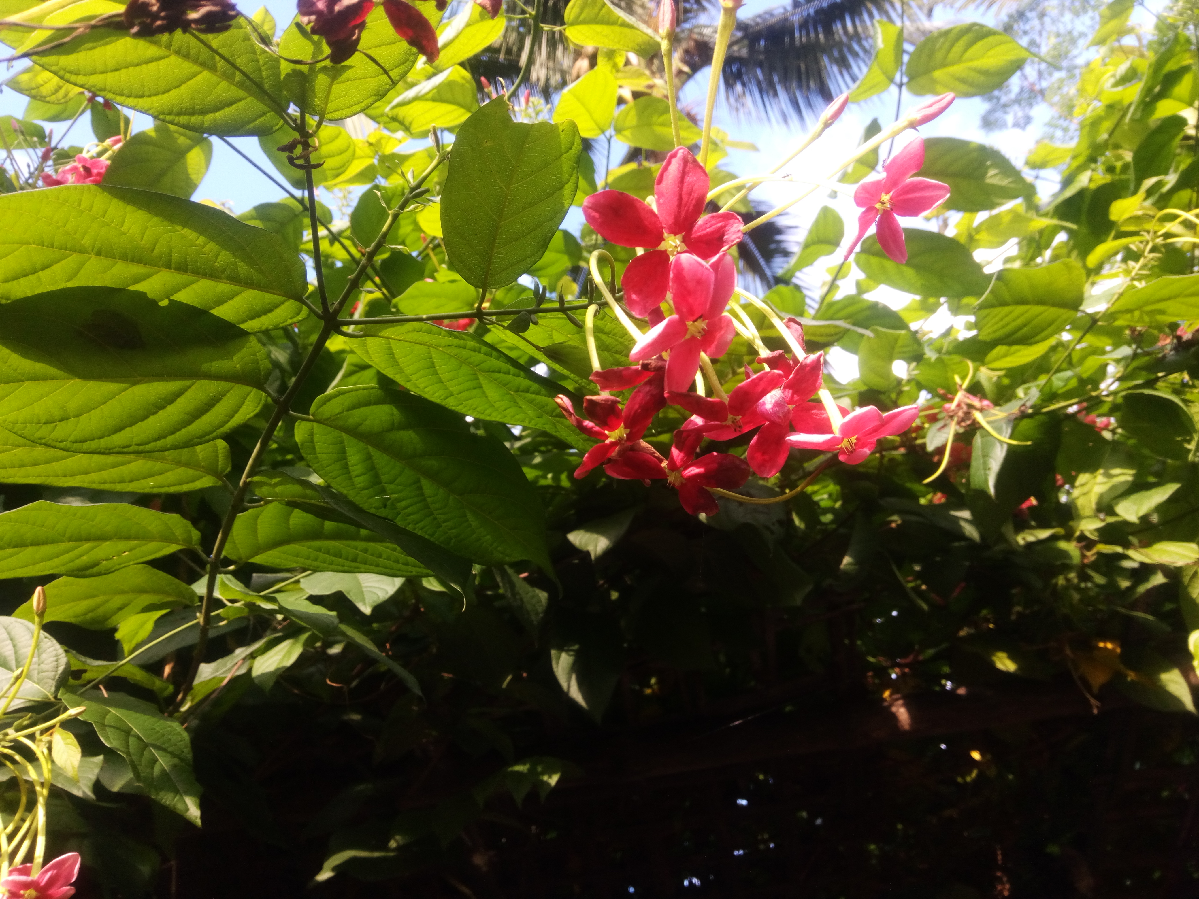 IMG_20200819_170625.jpg