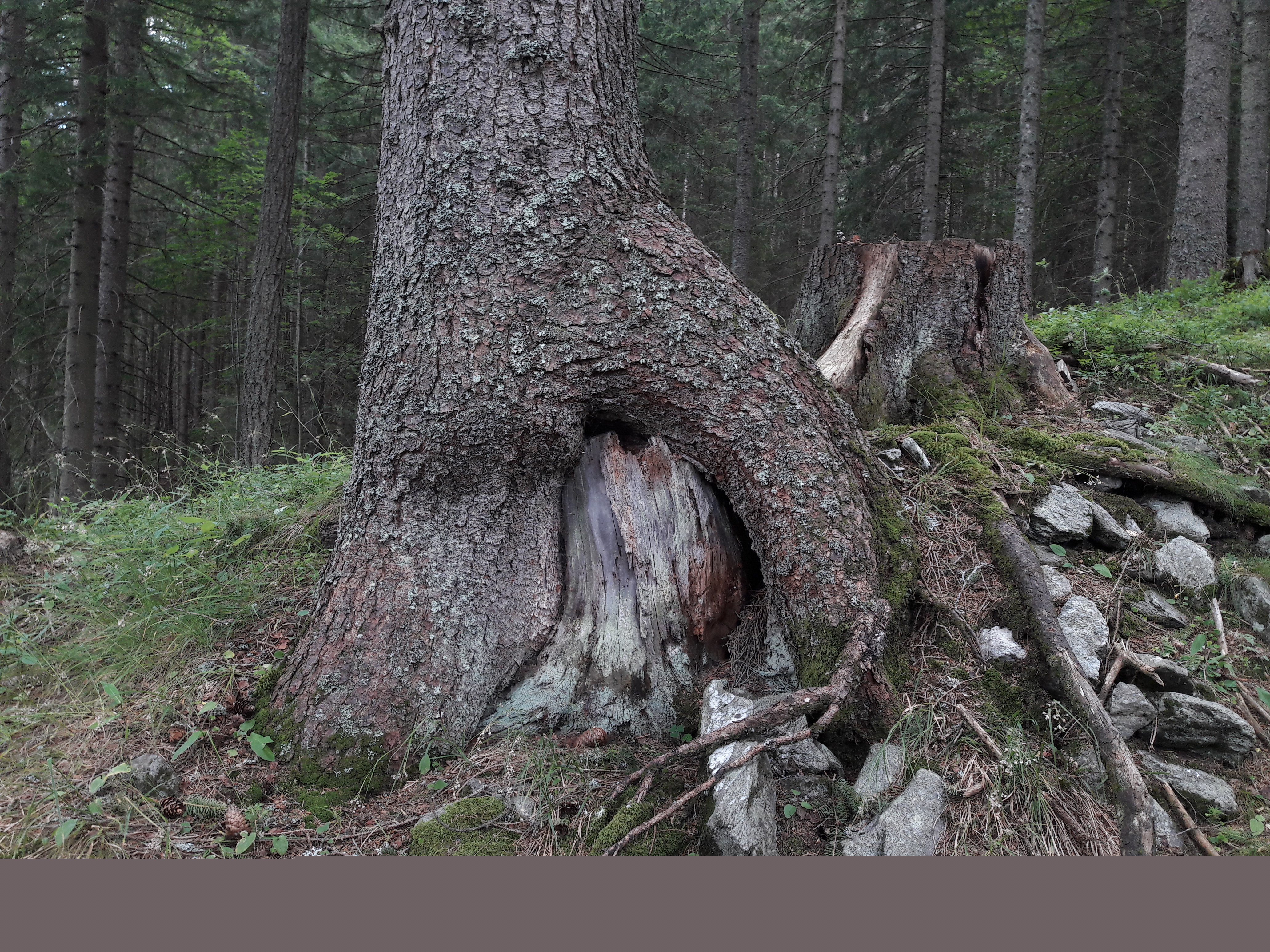 Flora-Tree-Forest-Publicdomain (54).jpg