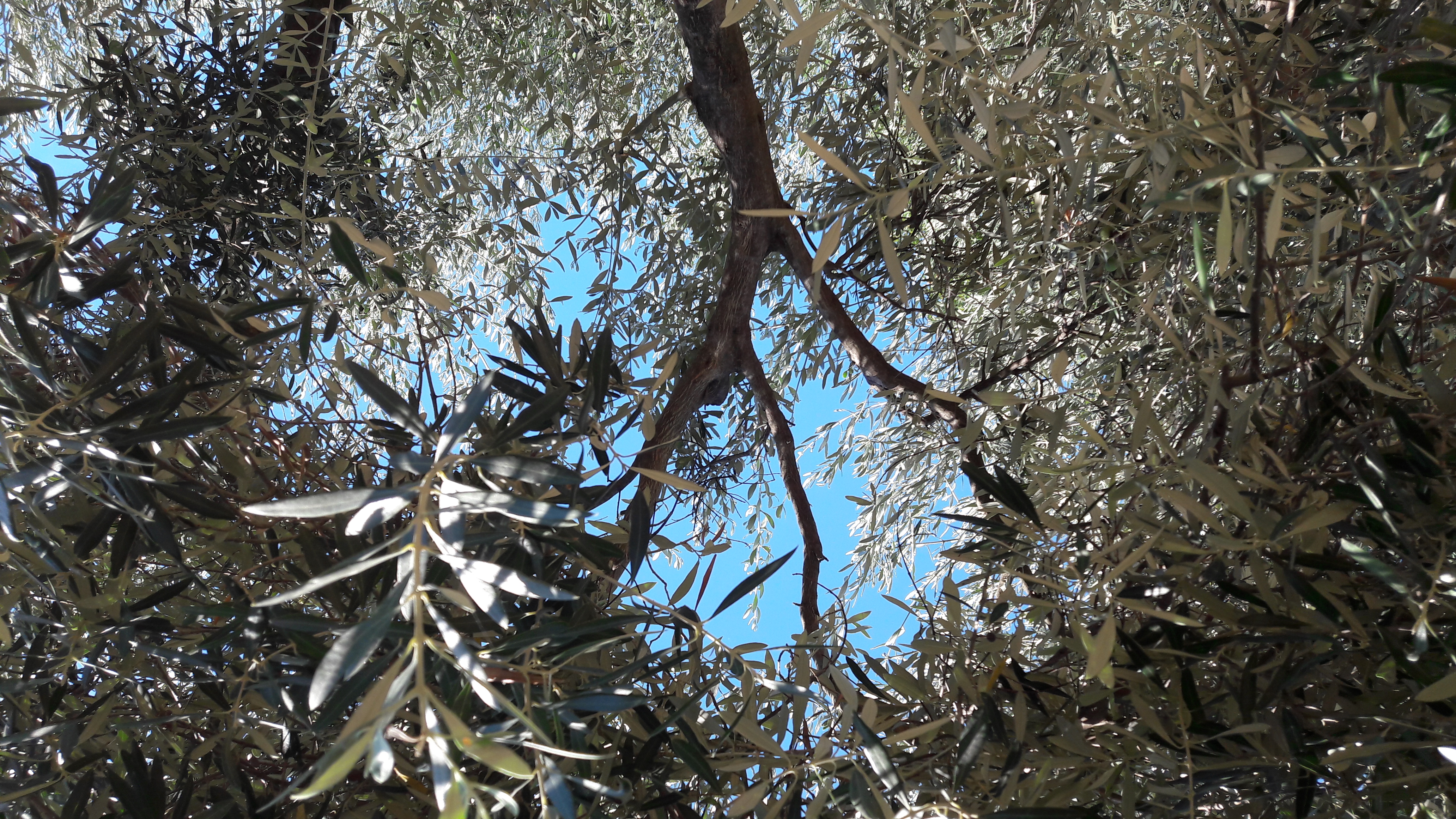 Flora-Tree-Forest-Publicdomain (15).jpg
