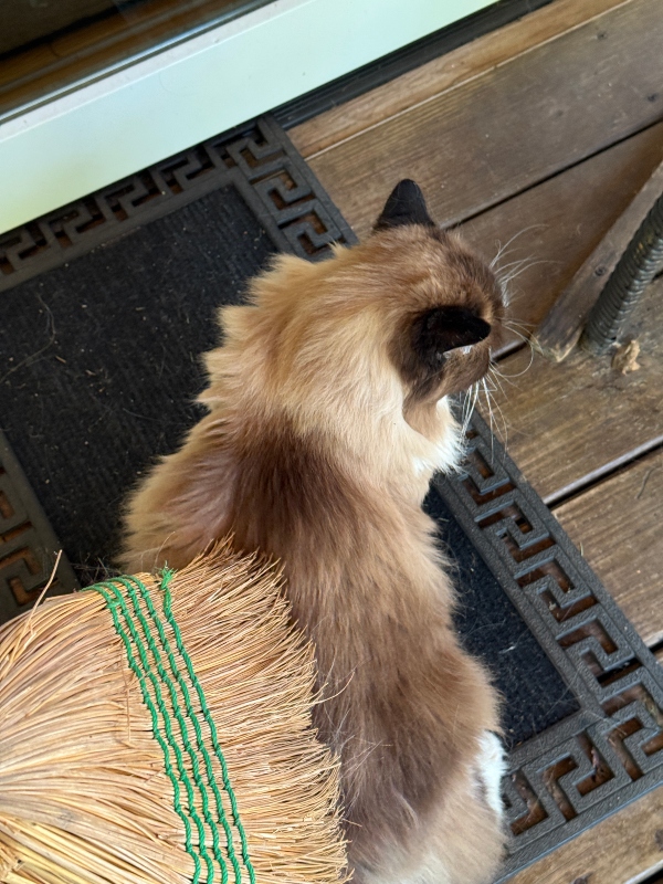 caturday-cat-broom-1.jpg