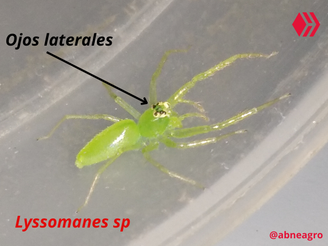 Automeris cf. jucunda (3).png