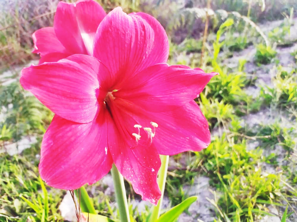 flor.jpg