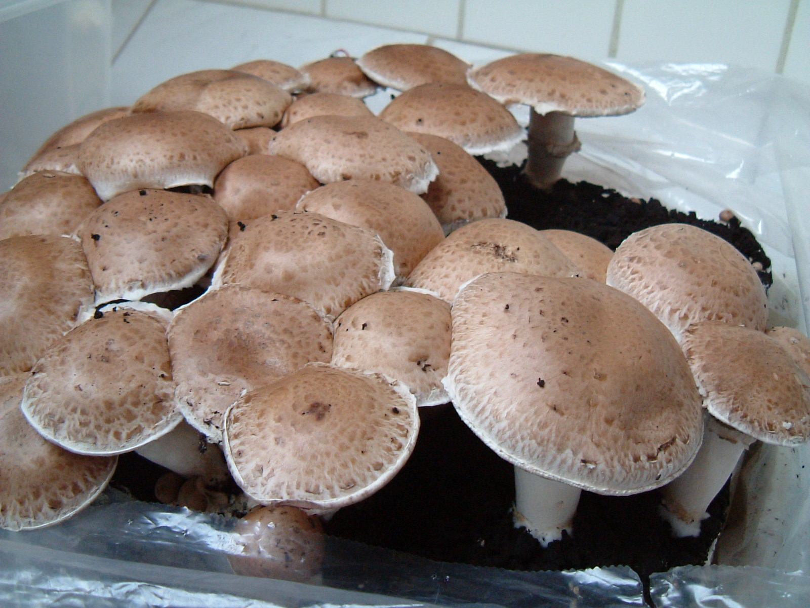 2006.03.10 Agaricus GAMU Kultur (1).JPG