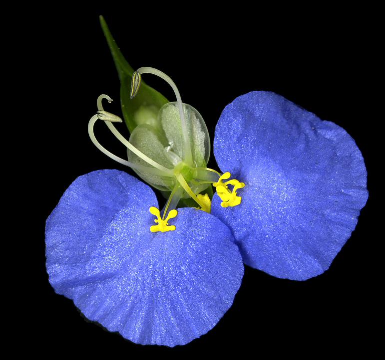 Flor-Azul.jpg