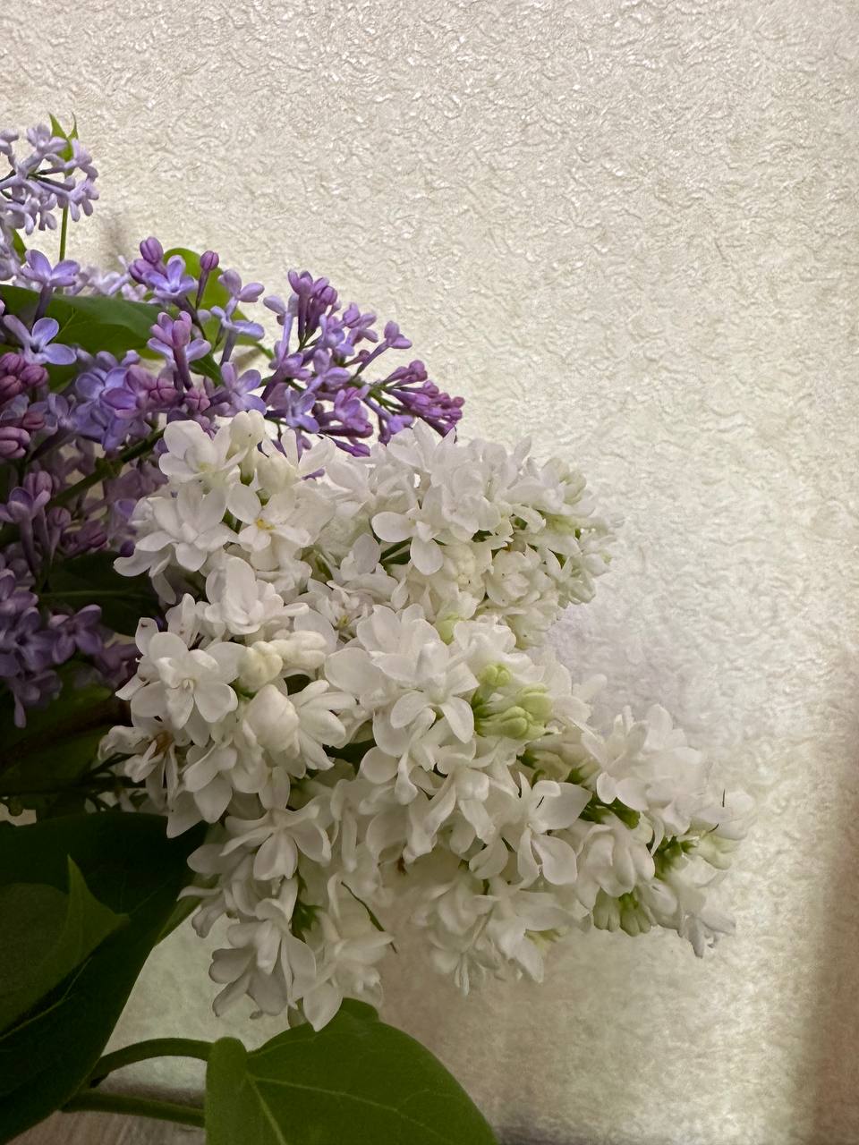 IMG_1235.jpeg