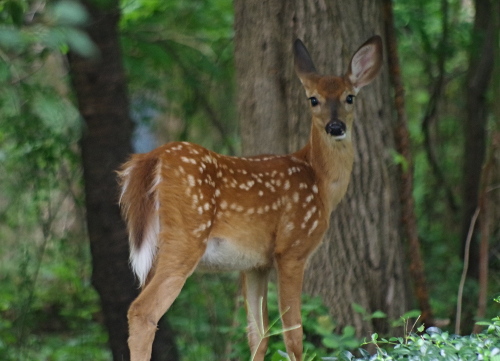 deer-3 (1).jpg