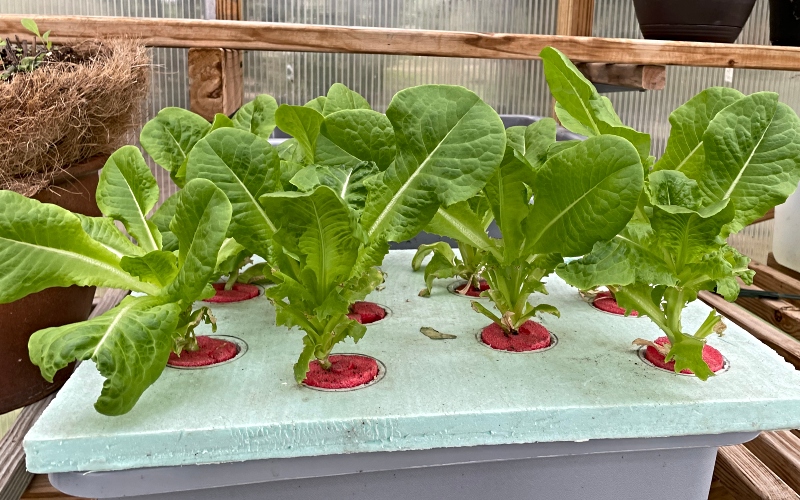 gardening-sustainable-lettuce.jpg