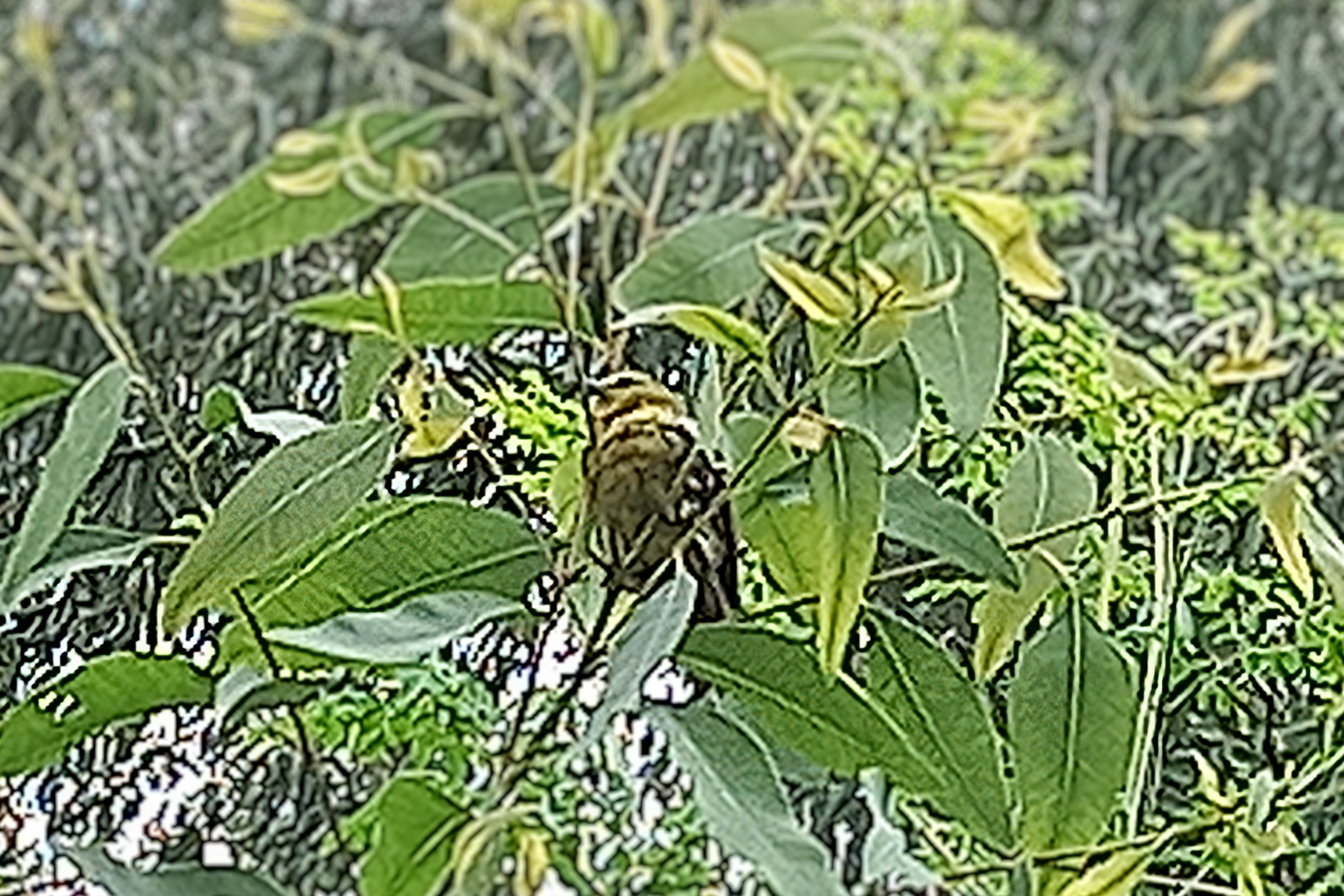 20250624_132730~2.jpg