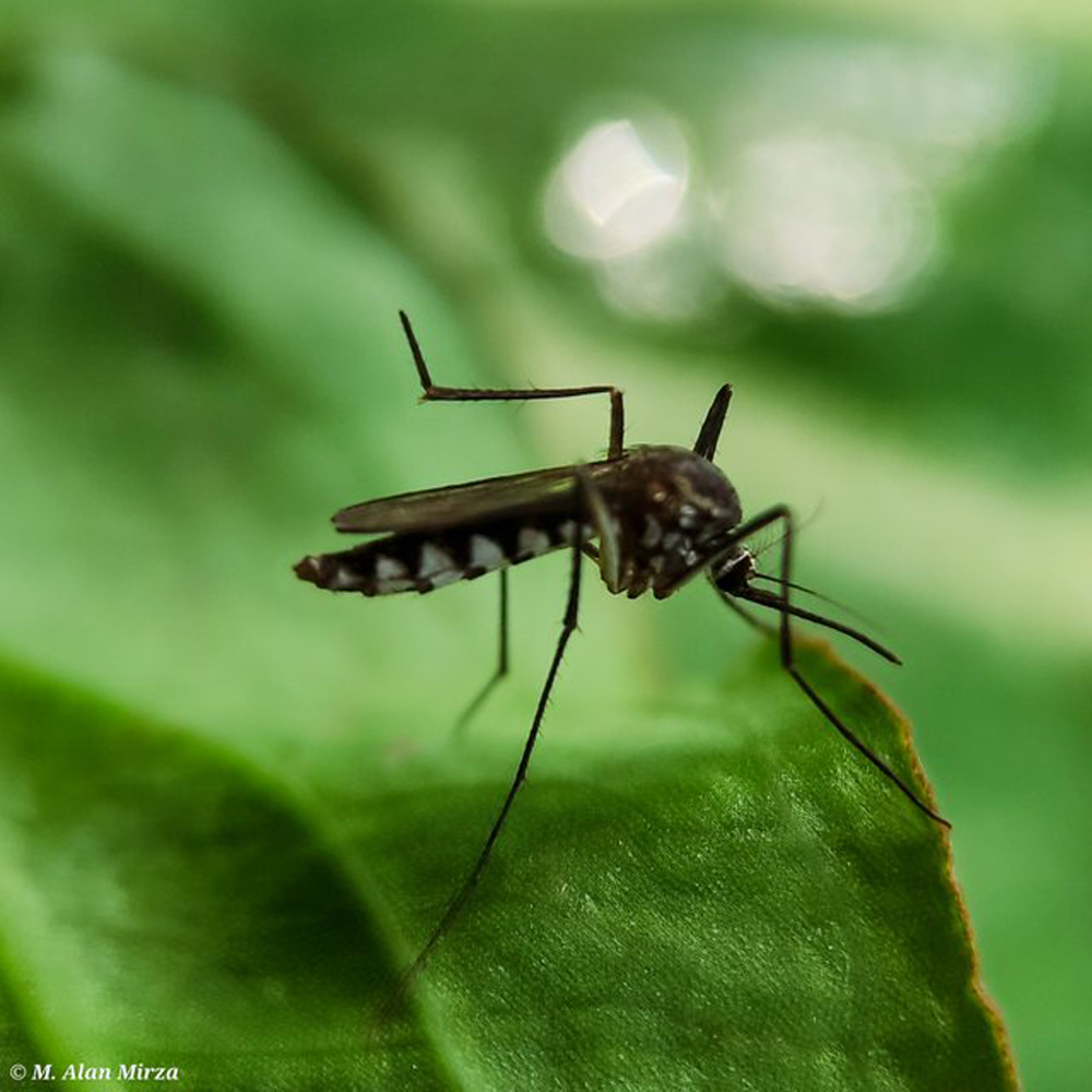 Asian Bush Mosquito (Aedes Japonicus) — Hive