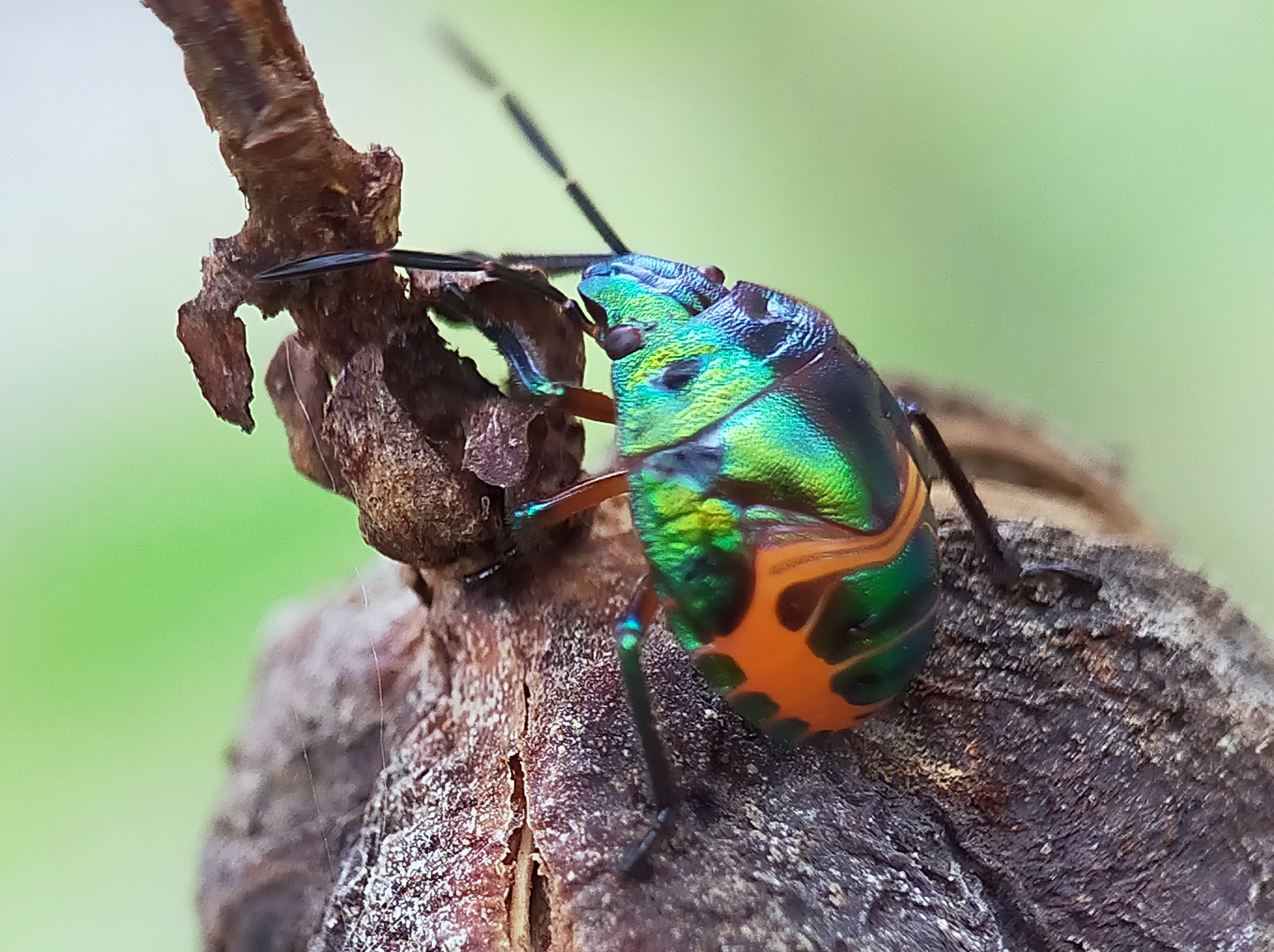 Jewel bugs (29).jpg