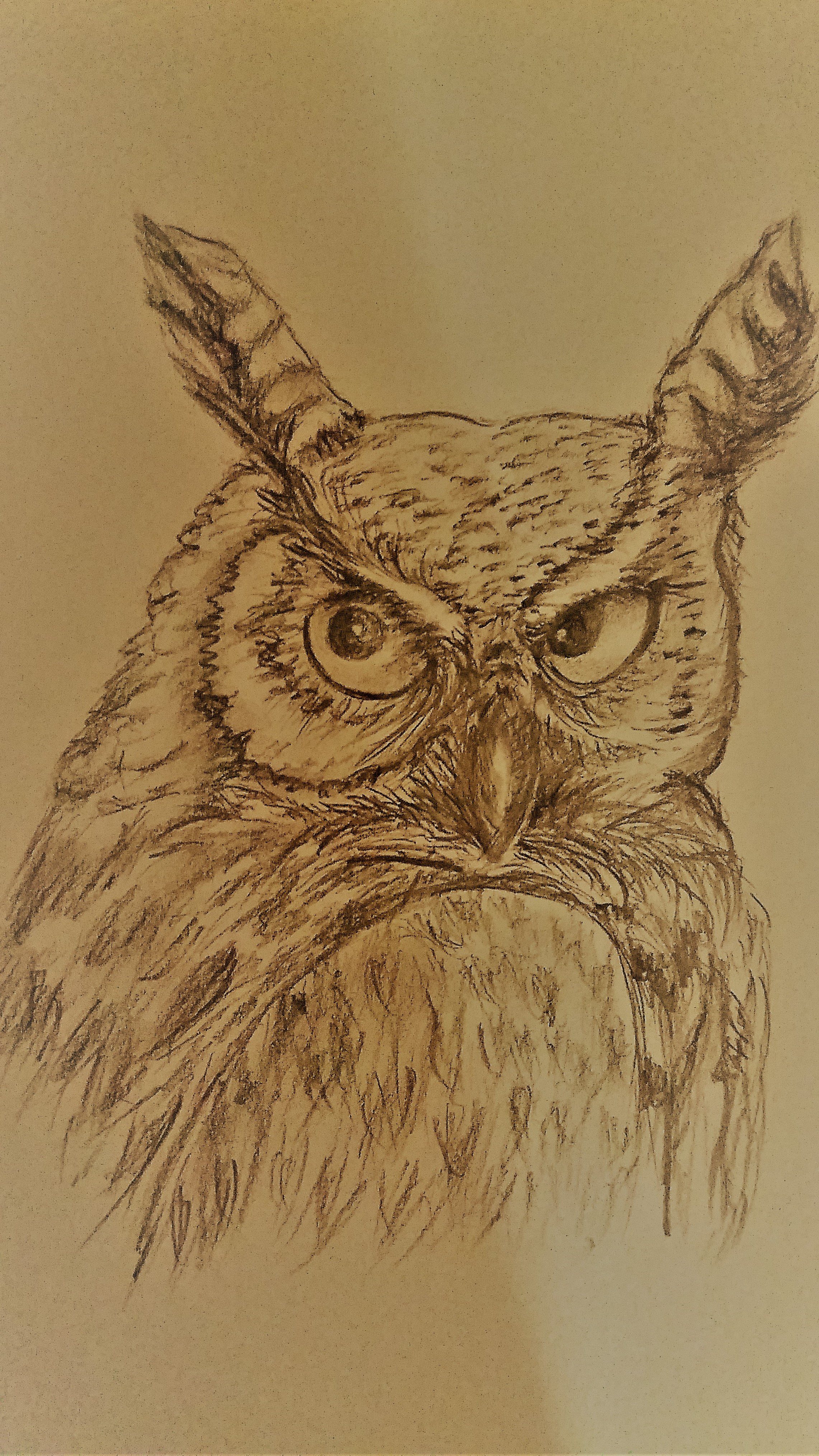 Owl steemit.jpg